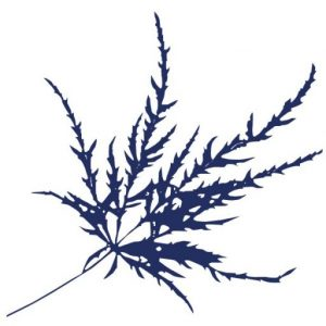 DENDRON Akademie Gesellschaft für grünes Marketing mbH Logo